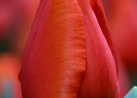 Tulipa Cadans ® (3)